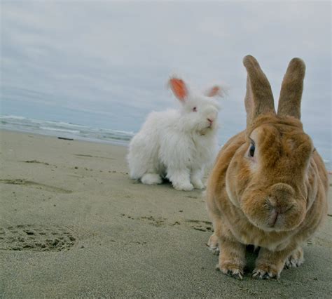 beachside bunnies